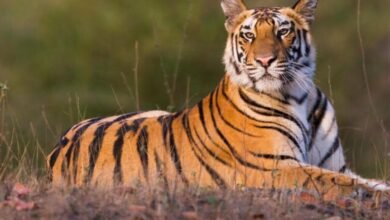 tiger