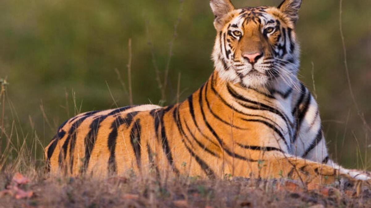 tiger