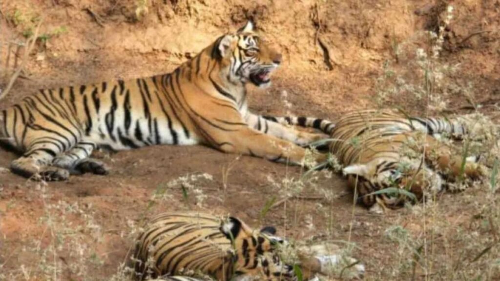 Priyanka Vadra reached Ranthambore