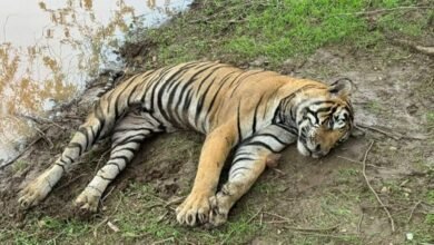 Ranthambore Tiger Project