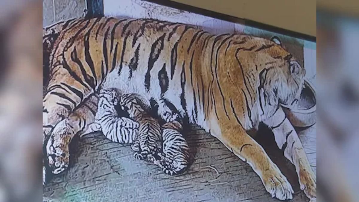 Tigress Rani Gave Birth