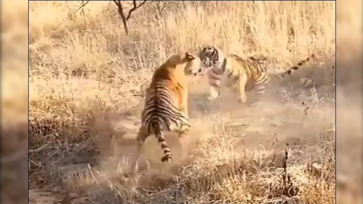 Territorial Clash